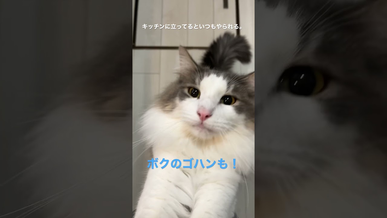 キッチンでごはんをおねだりする猫【ノルウェージャンフォレストキャット】♯shorts