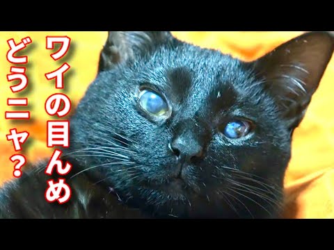 【リクエストにお応えします！術後の子猫の目の様子】@taipi 【切り抜き】