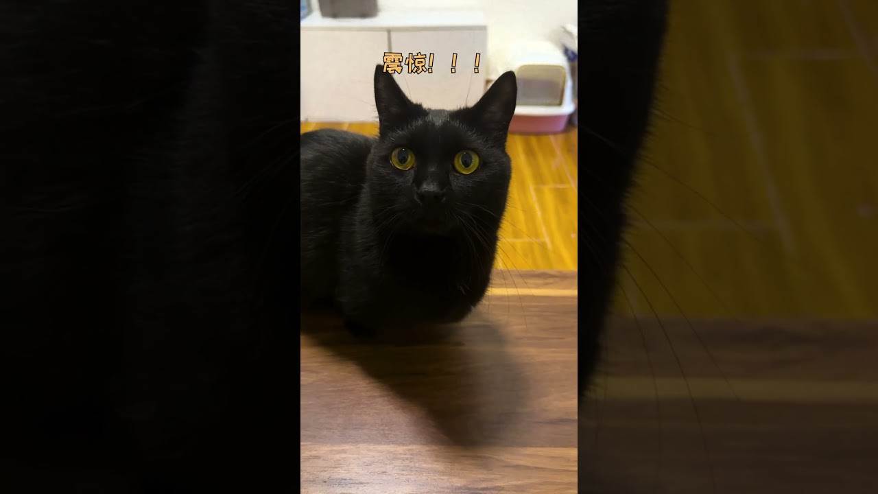 【栗子的日常】怎麽會有女人美到讓貓咪認不出來...