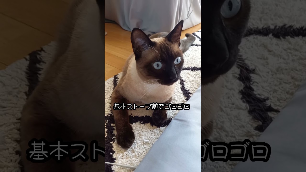 【猫】お久しぶりのロイド🐱 #猫 #シャム猫ミックス #shorts