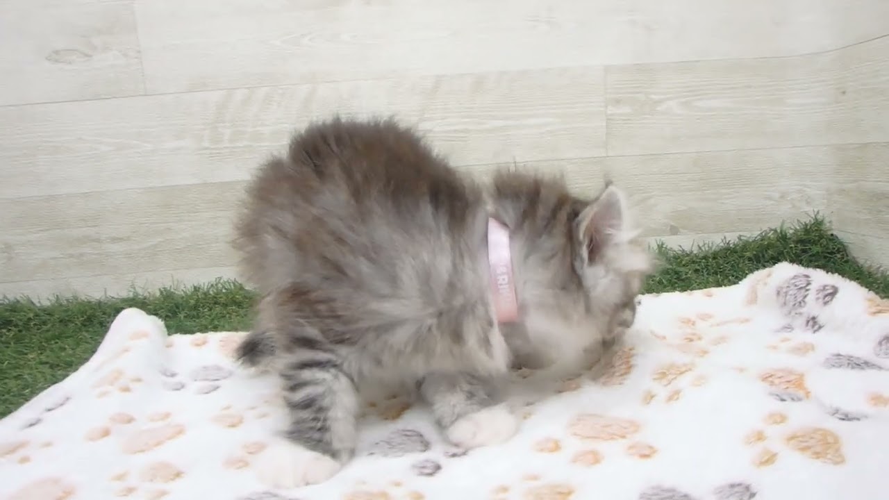 00622626 アメリカンカール