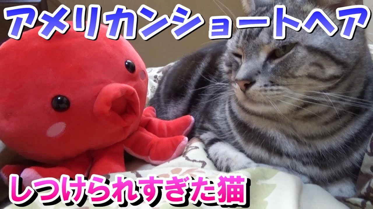 たこさんとしつけられすぎた猫（アメリカンショートヘア）