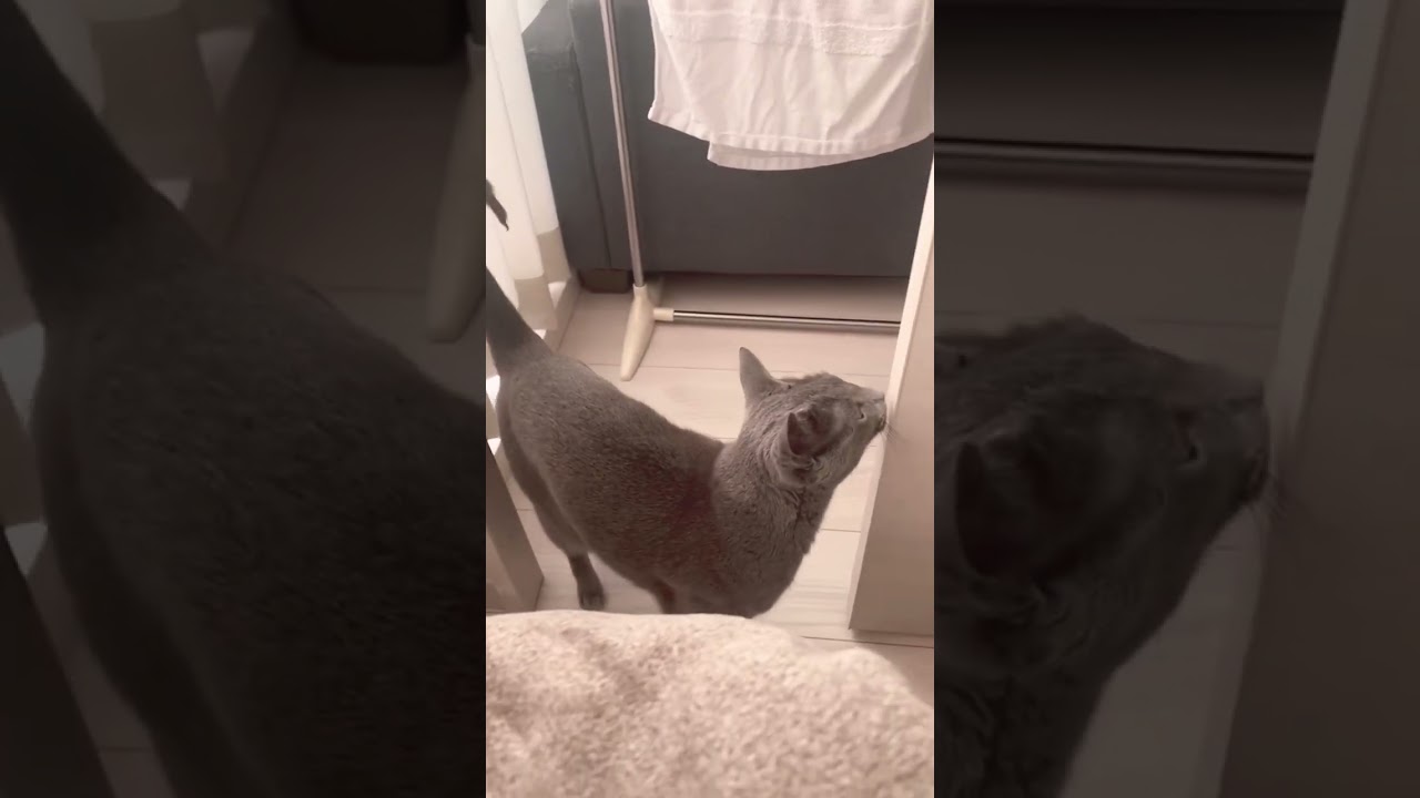 パパを起こしにくる猫 #ロシアンブルー #癒し猫動画 #しっぽ吸い