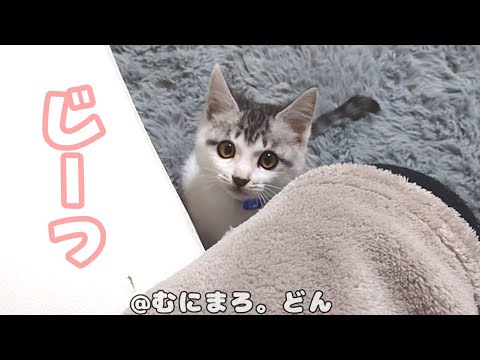 子猫の意外な行動にはいつもかわいい理由があります。