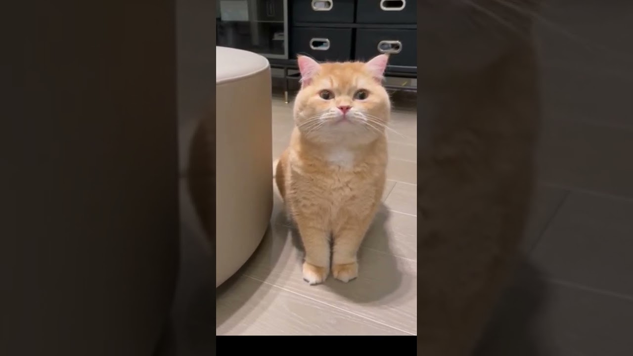 超可愛いブリティッシュ・ショートヘアー/British shorthair/Mai toc ngăn của ngươi anh