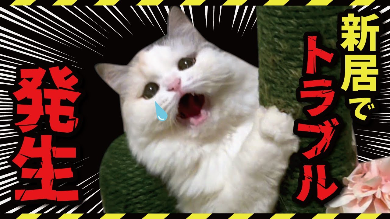【ピンチ！】建設中の新居でトラブルが発生しました…！【関西弁でしゃべる猫】
