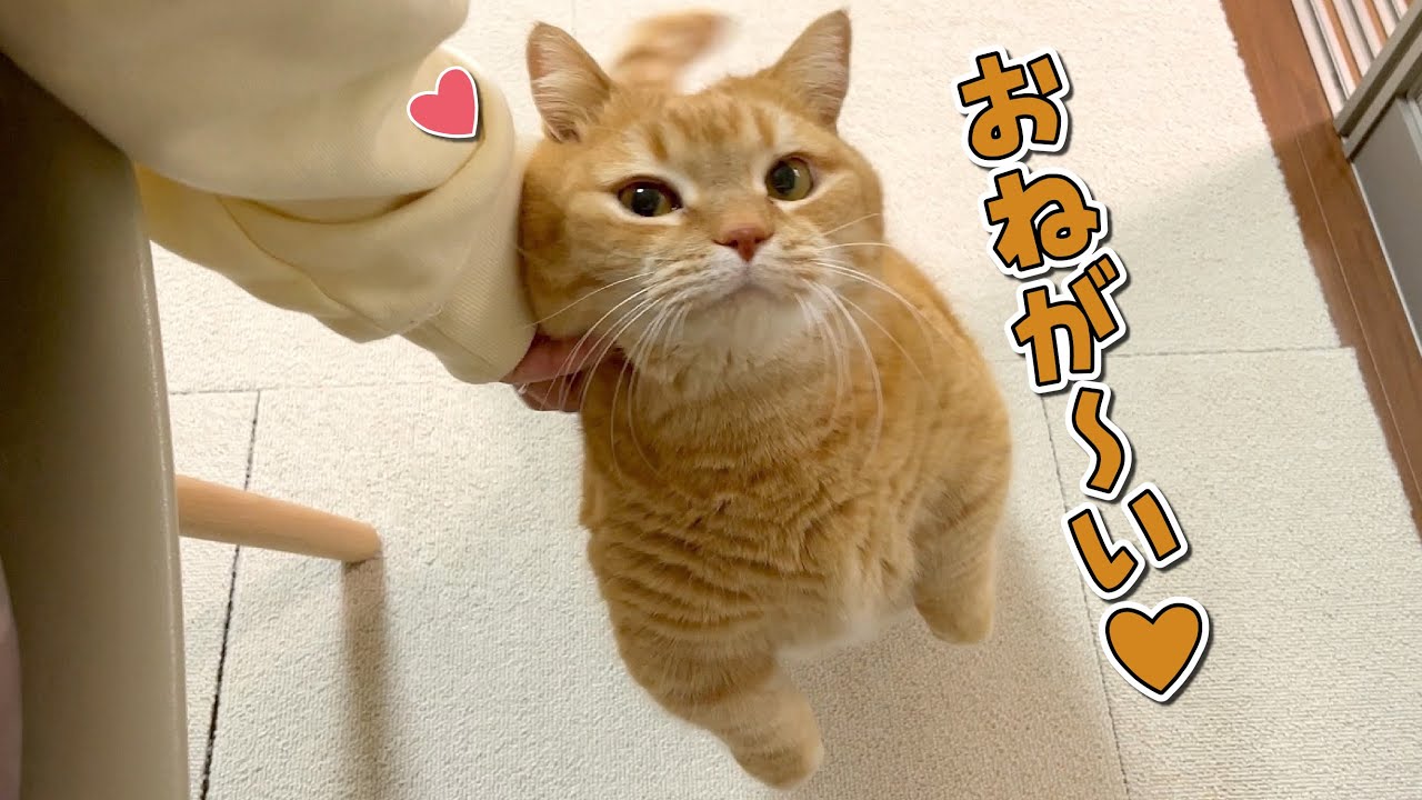 最強に可愛いおねだりを習得した猫があざとすぎる…！