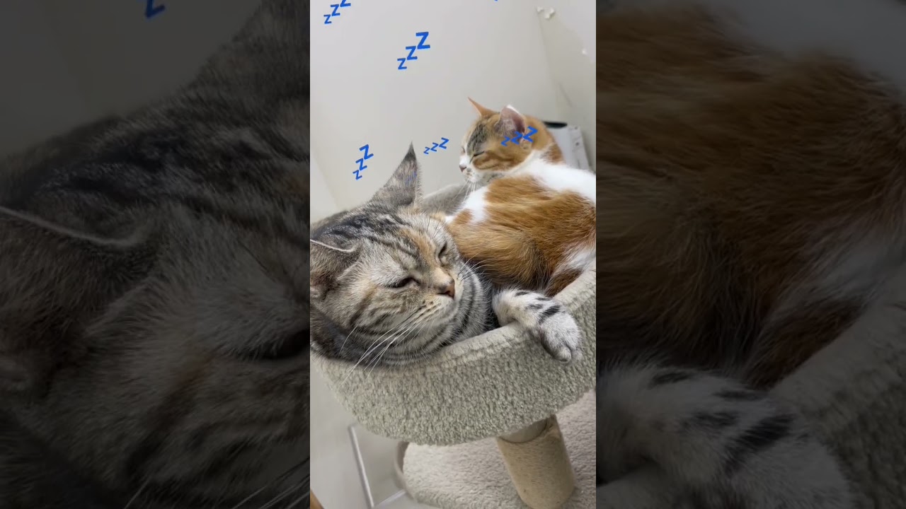 眠い#アメリカンショートヘア #三毛猫 #てつこ #かえで #お昼寝 #猫 #猫好きさんと繋がりたい #猫動画 #猫癒し動画 #猫のいる暮らし #ペットモデル大募集 #ショート動画