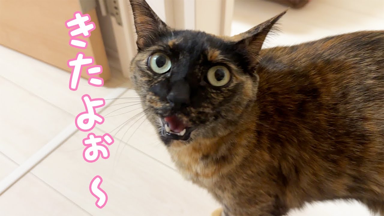 サビ猫モモちゃんの甘え方が可愛すぎます…！