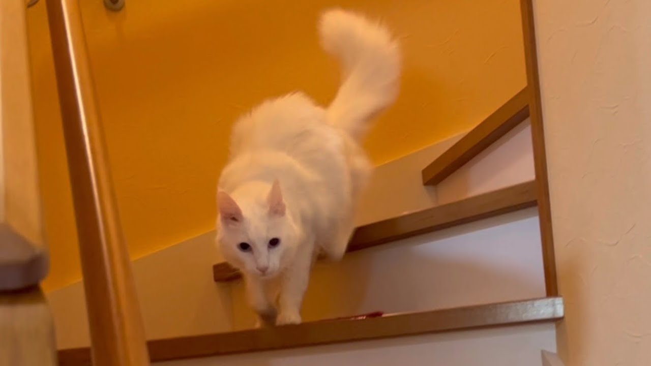 【ダッシュ💨】階段を走るもふ猫たちwwターキッシュアンゴラとノルウェージャンフォレストキャット❤︎