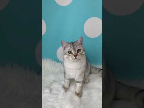 その他の猫種 イケメンボクちゃん💙  スコティッシュフォールド×ペルシャ  シルバー