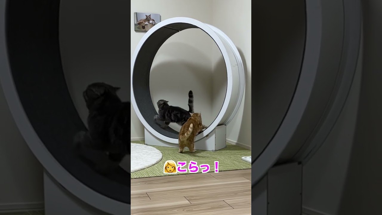 長男の邪魔をする弟猫　#shorts