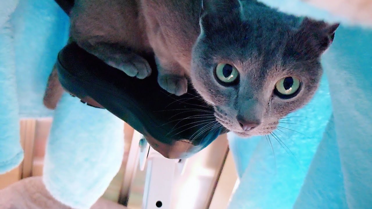 【猫動画】久しぶりの秘密基地を満喫するロシアンブルー【russianbule】Russian blue enjoying the secret base after a long absence