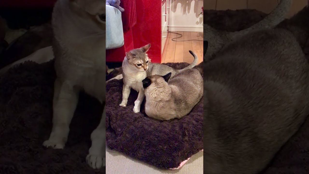 猫団子できなかったシンガプーラとたぬき猫なのにゃ♪