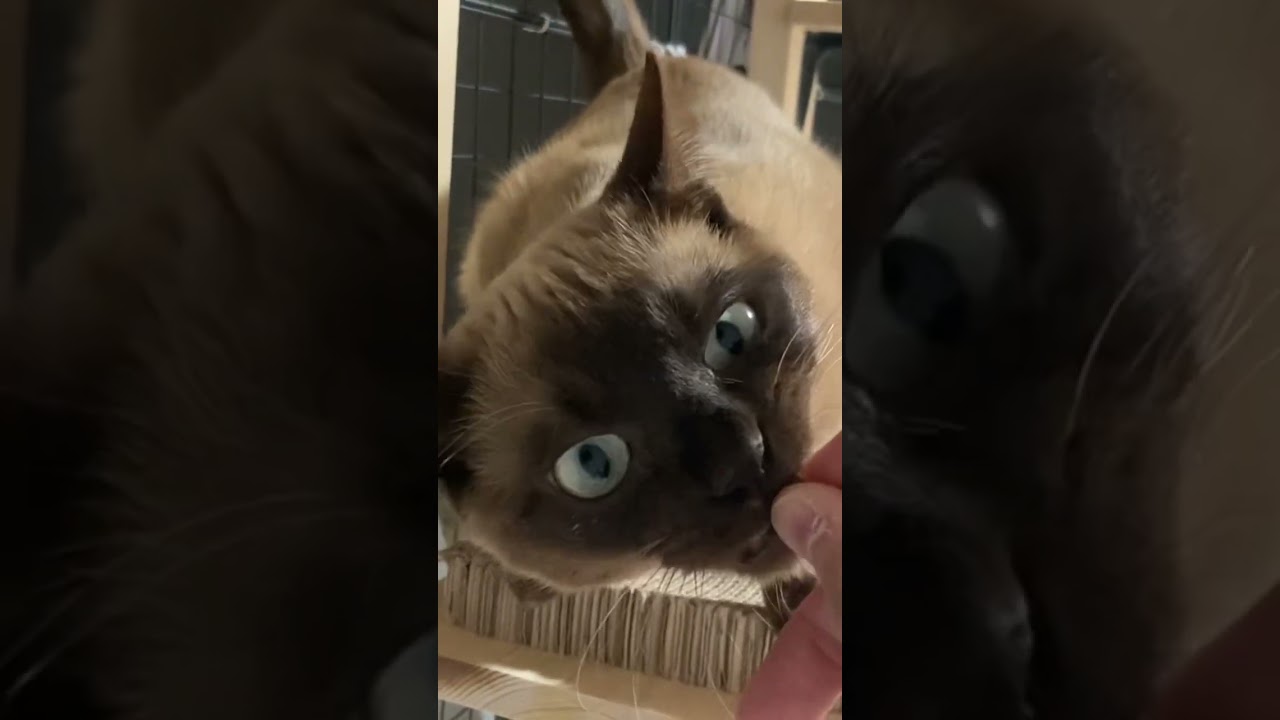 トンキニーズ 【メシ】