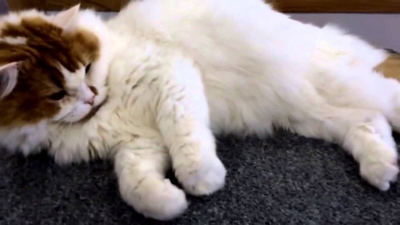 もこもこモコくん＠猫カフェ　A poofy cat.