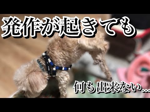 愛犬が辛い時、抱きしめてあげられない辛さ…【激怒症候群トイプードル】