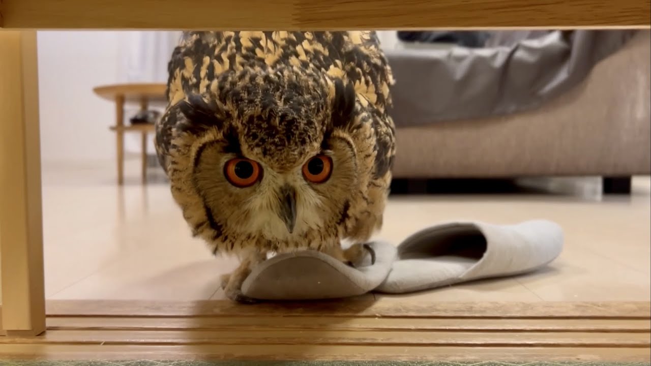 #690 大将やってる？ Is the store open already? 【ベンガルワシミミズク】