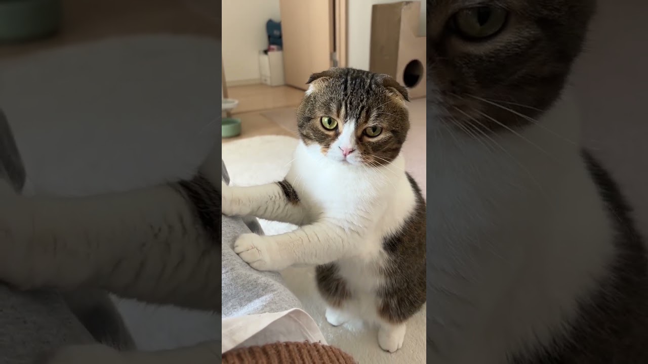 どうしても飼い主の上に乗りたい猫が可愛すぎたw