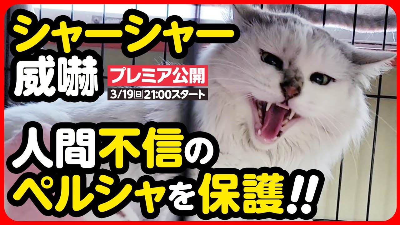 【ペルシャ保護】シャーシャー威嚇！飼い主は...？過酷なお外で生きてきたペルシャ猫を保護しました