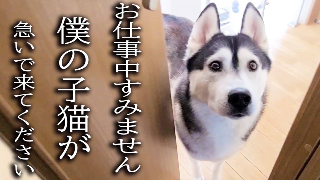 ハスキー犬が涙目で騒いでるのでついて行ってみると子猫が...