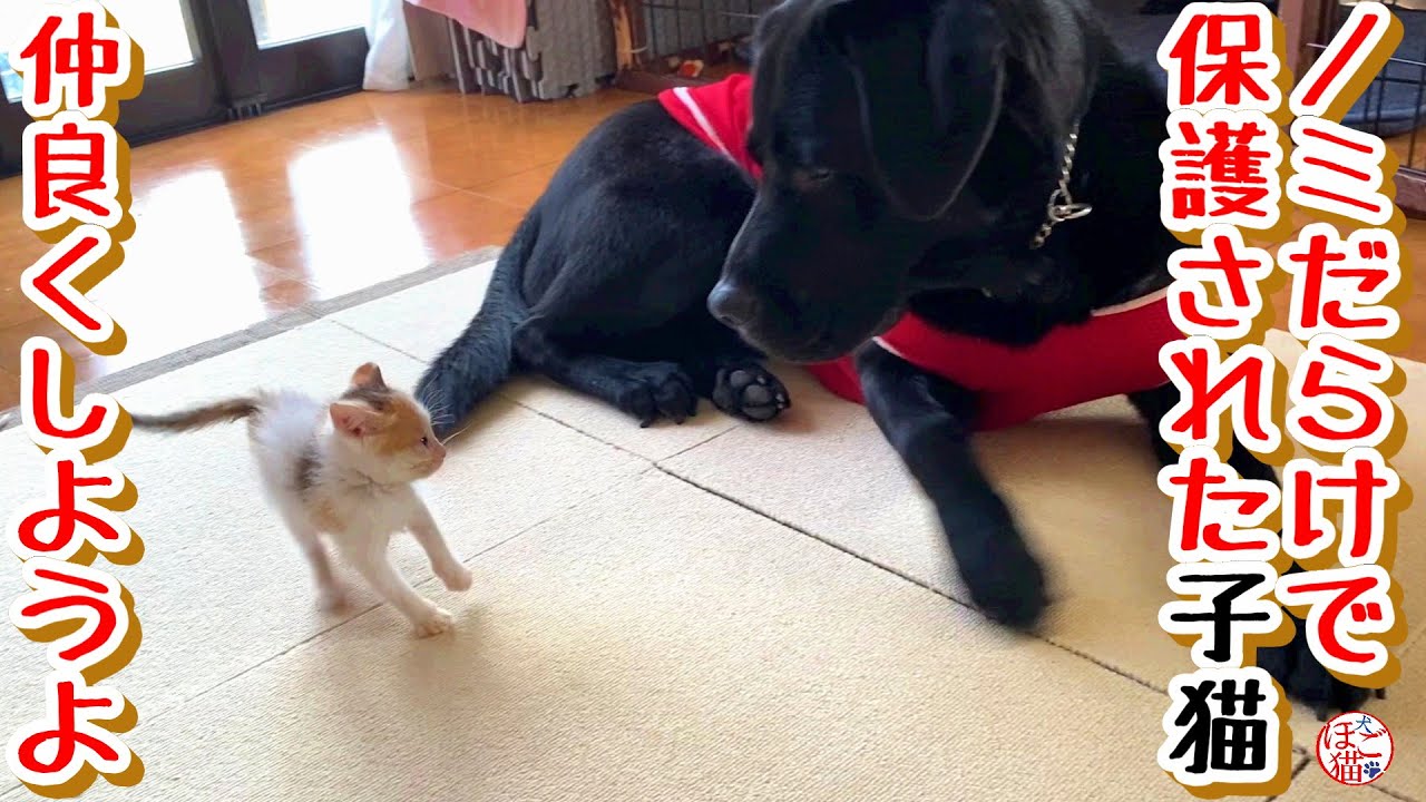 【子猫　子犬　保護犬　保護猫】リビングに新しいお友達が来たよ