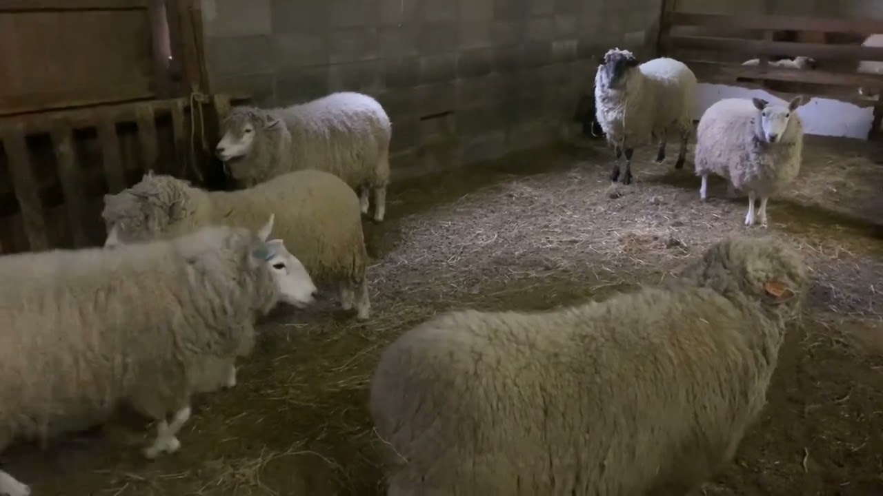 ご飯をくれと鳴く羊【まかいの牧場】