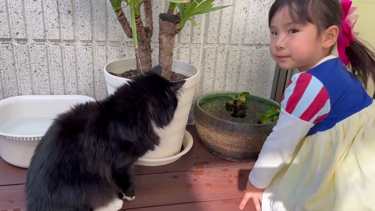 新しく来た金魚にソワソワする猫　ノルウェージャンフォレストキャット　ラガマフィンA cat who is nervous about the newly arrived goldfish.