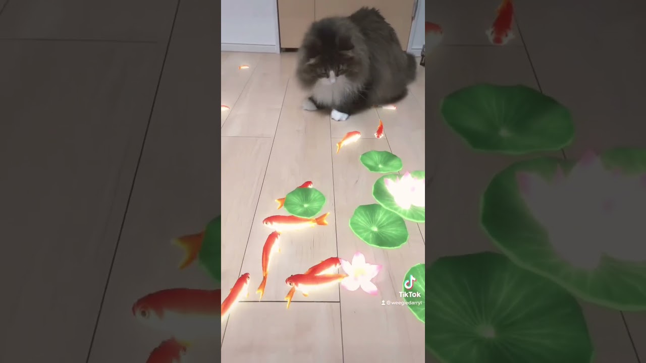 鯉が獲りたい猫 #猫 #ノルウェージャンフォレストキャット #癒し