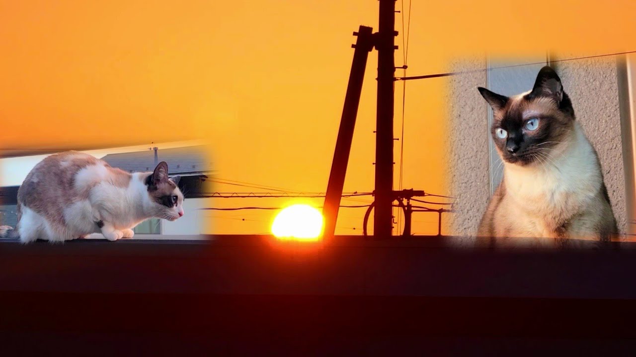 夕日が沈む時のシャム猫の顔が渋すぎた🌆