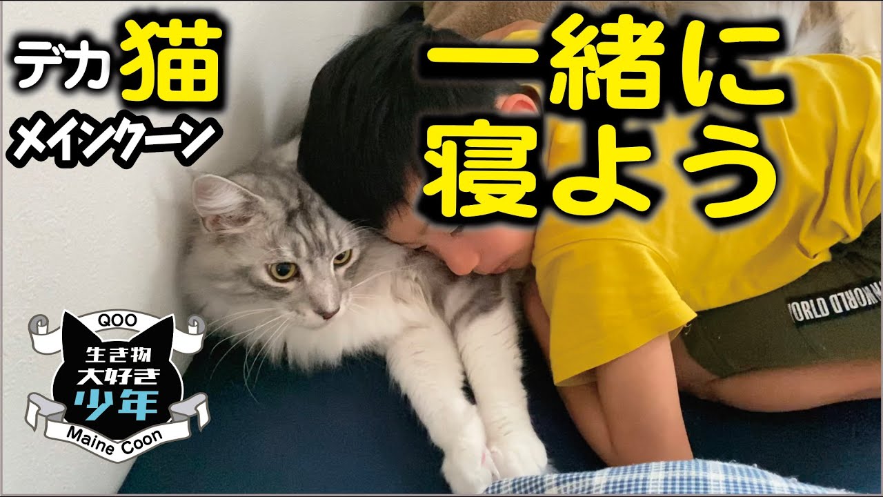 【メインクーン】大型猫と一緒に寝たい