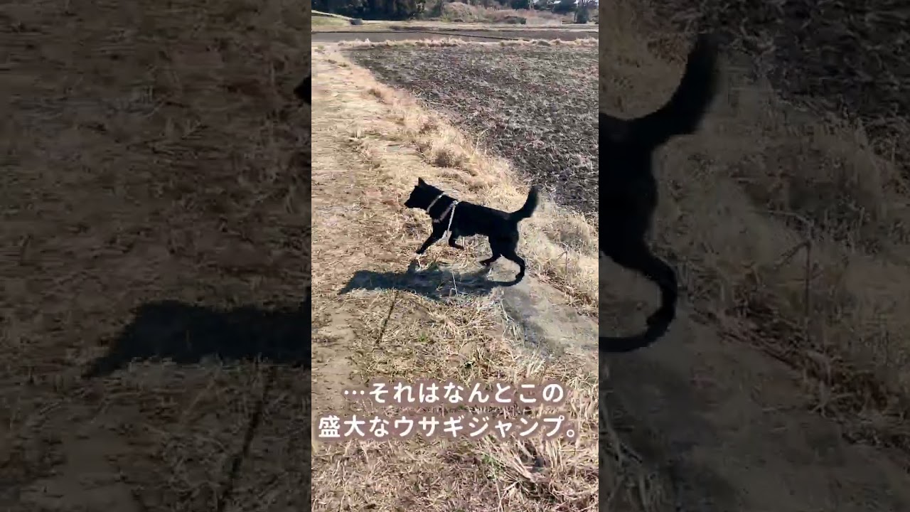 【甲斐犬】カッコ良すぎる！野生み溢れる甲斐犬の大ジャンプ