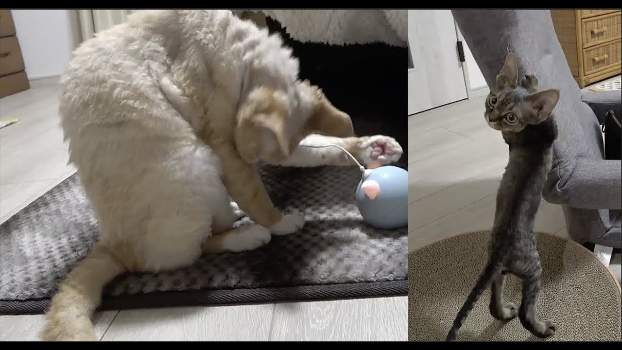 デボンレックス兄弟の日常です。(Devon Rex Brothers' daily life😺)