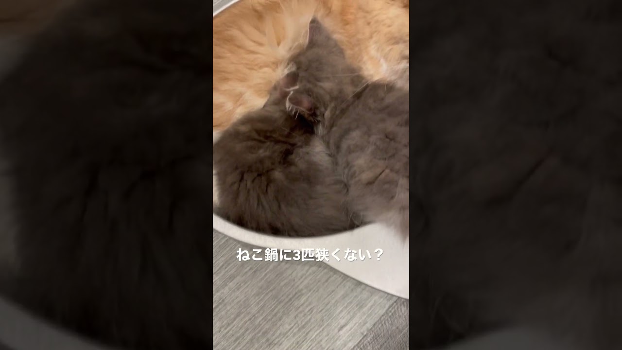 授乳中のラガマフィン　#猫のいる暮らし #子猫動画  #猫赤ちゃん