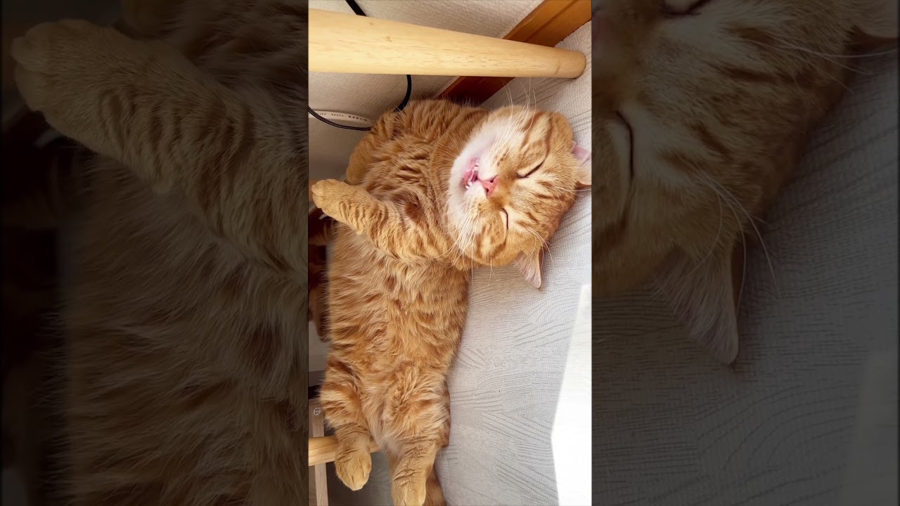 すごい寝顔の猫 Munchkin Catnap  #shorts