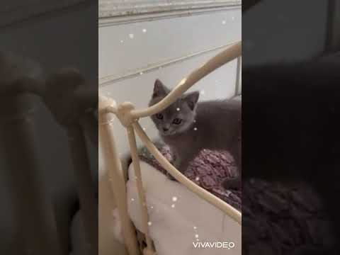 シャルトリュー 父猫はフランス外産の両親より生まれたフランスタイプ ブルーソリッド（フワフワなダブルコート）