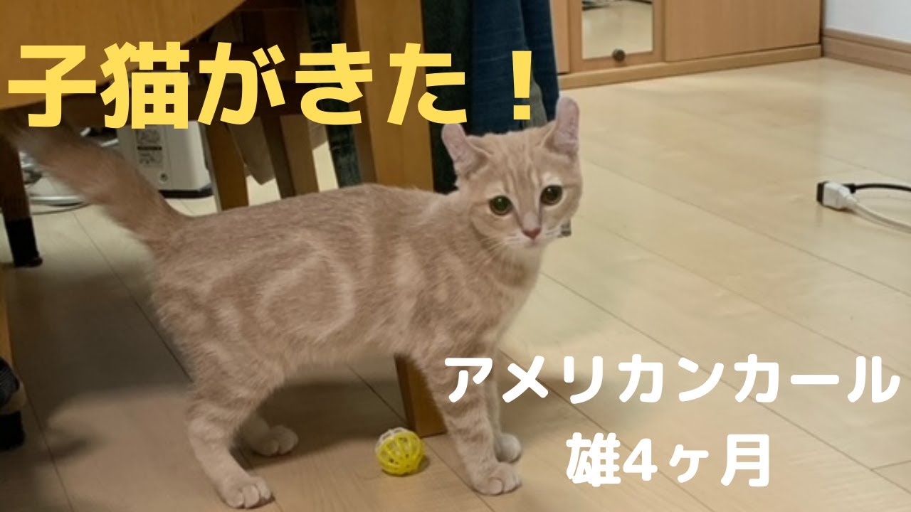 2020年1月 アメリカンカールの4ヶ月の男の子を飼い始めました。