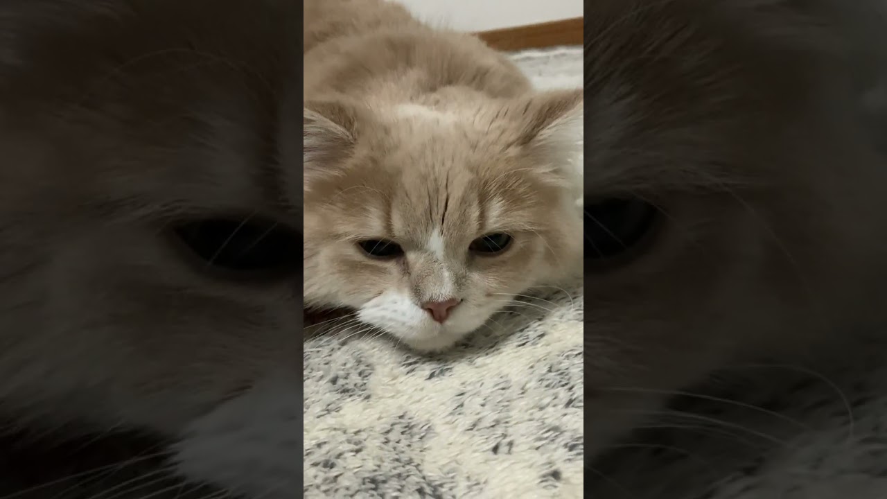 撫でられて気持ちよさそうな子猫