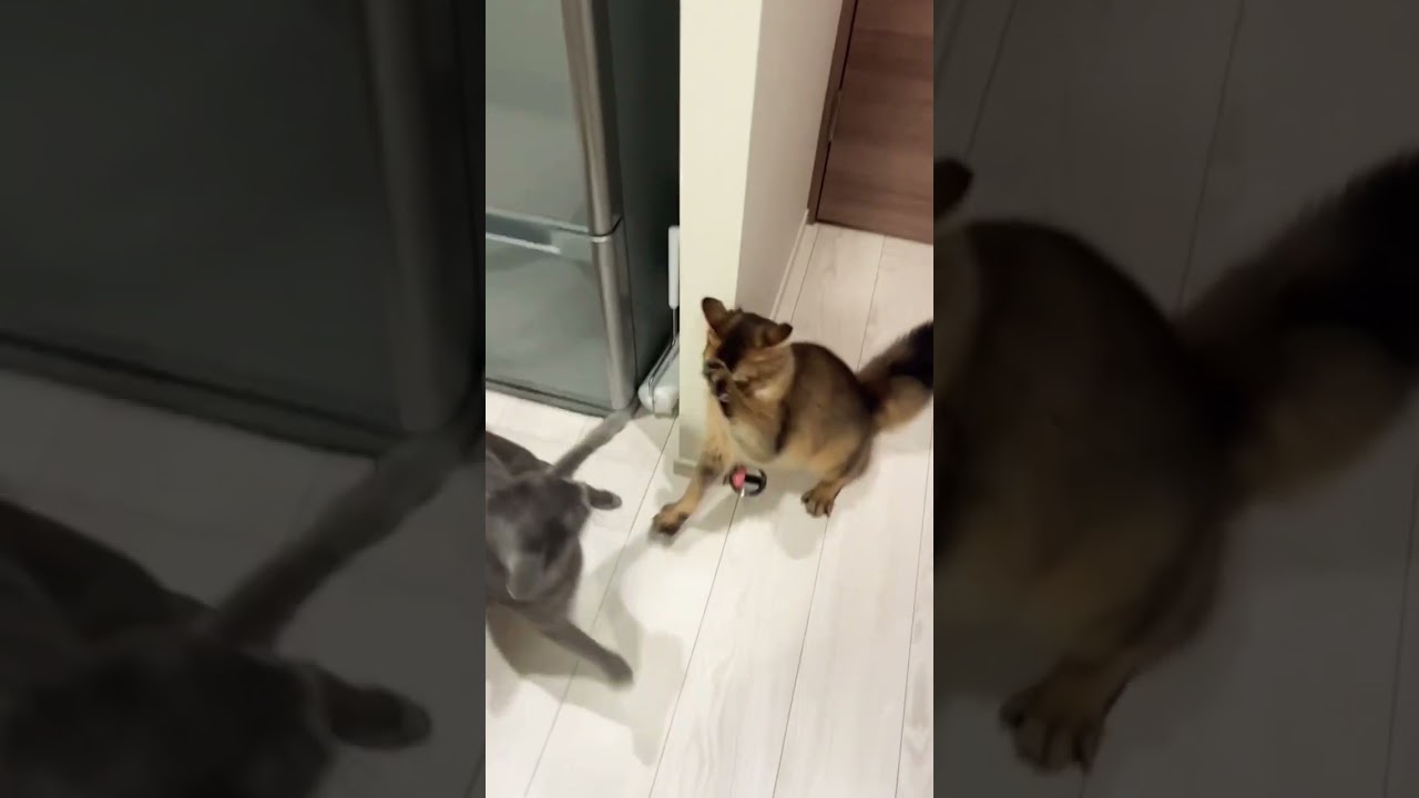 我が家の猫たちのリアル #ロシアンブルー #ソマリ #しっぽ吸い