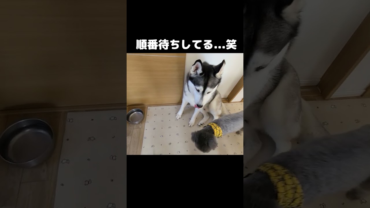 犬が水の順番待ちしてた。笑#猫 #shorts