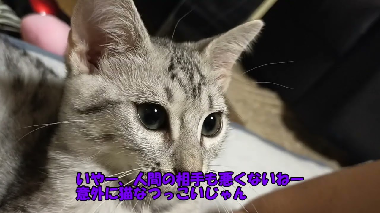【エジプシャンマウはる】　新居は怖い （猫動画）