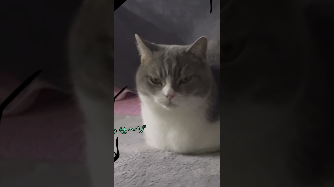 性格悪い顔の猫ブリティッシュショートヘアのララちゃん