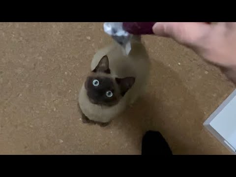 トンキニーズ 【2023/03/07】