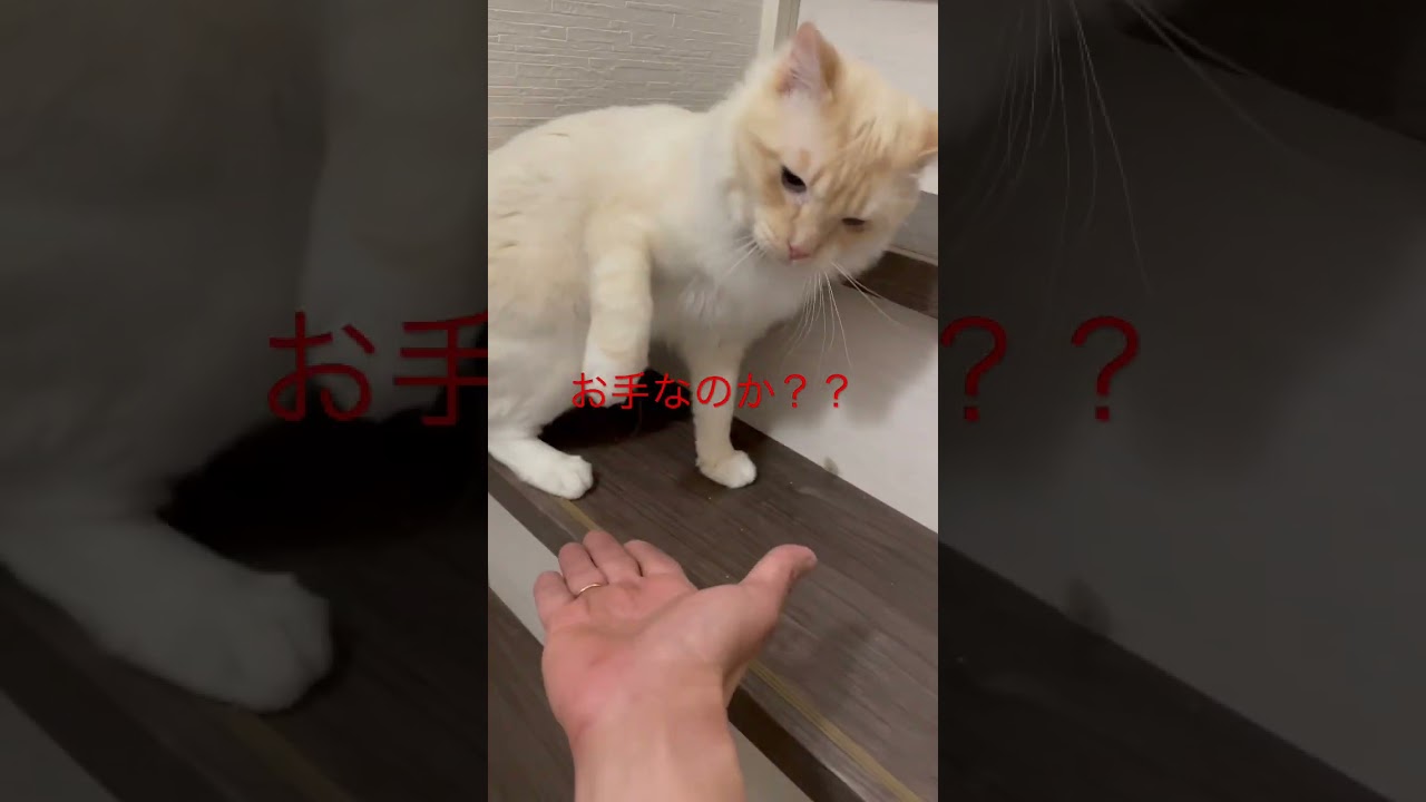 お手なのか？　#お手　#猫　#ラグドール　#暴れるAre you ready? I tried to help 🤣 #hand #cat #ragdoll #blue eyes