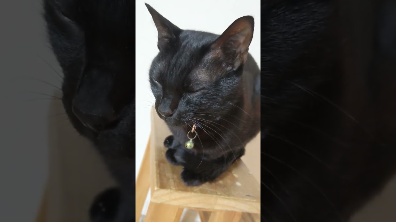 完全なる自己満♡黒猫タロのただのアップ(ΦωΦ)#黒猫 #記録用 #黒猫タロジロ