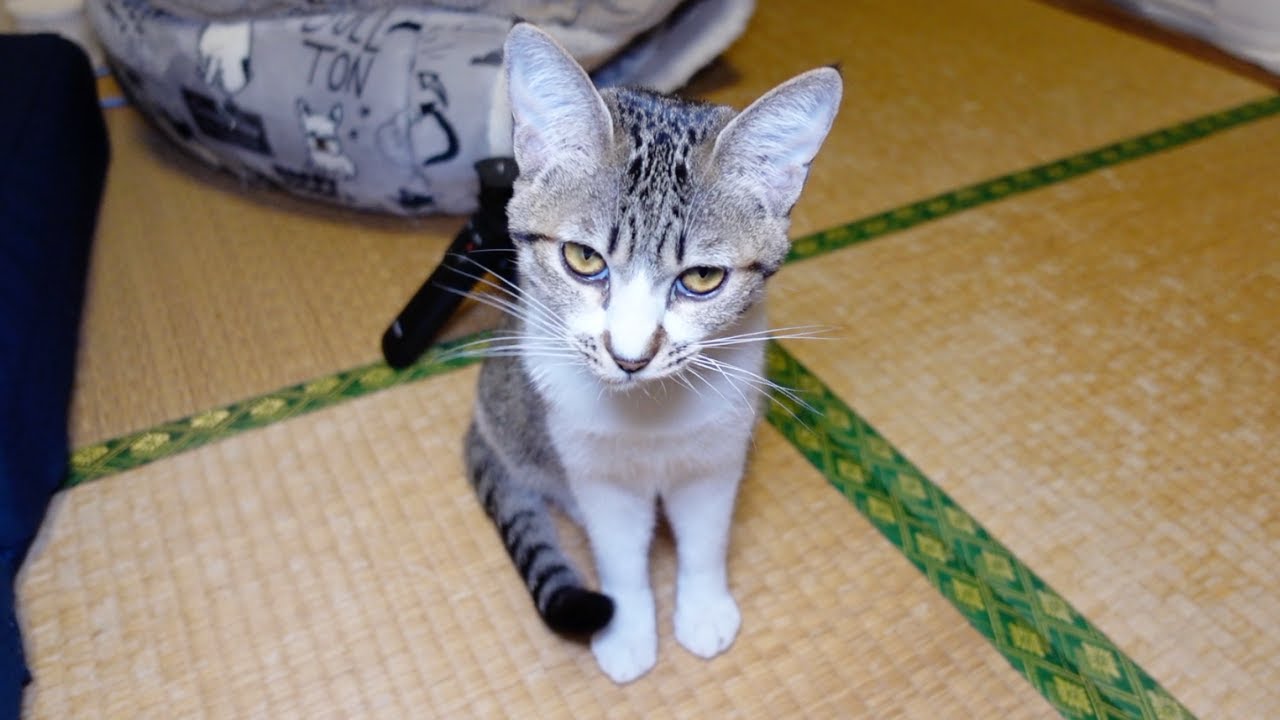 パパを心配して一生懸命に慰めてくれる子猫