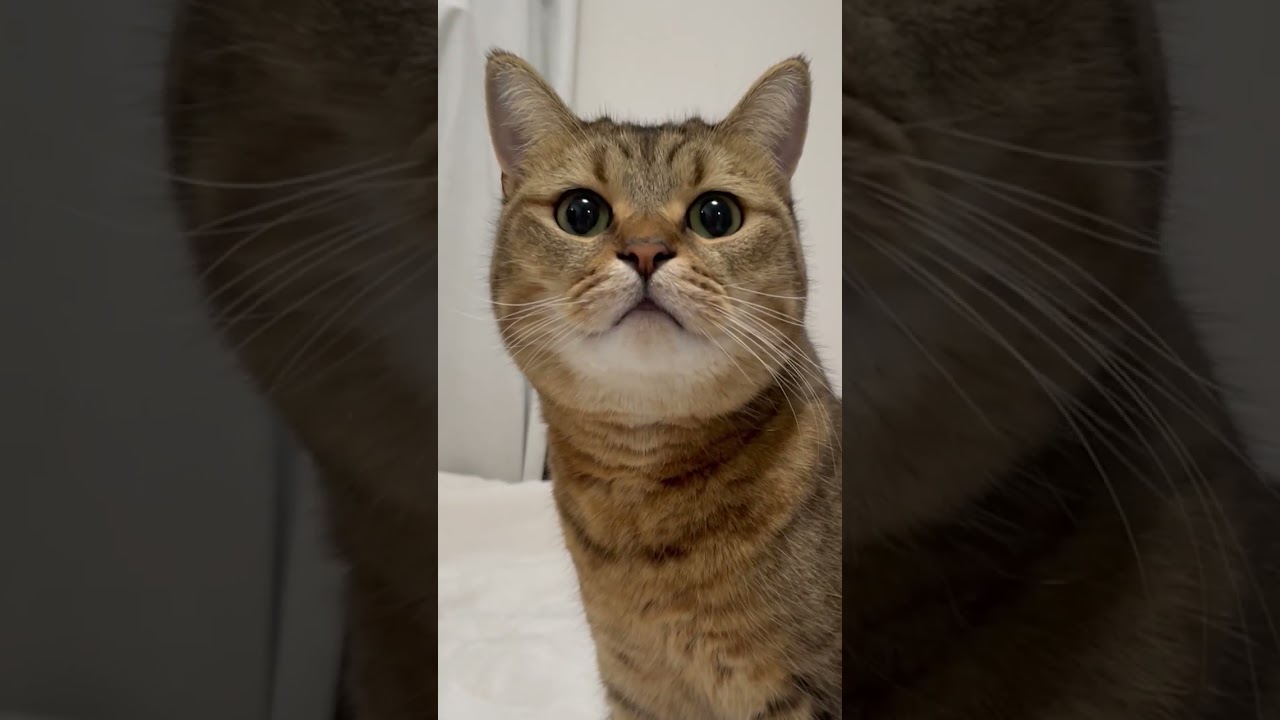 猫の頭からキリンみたいなツノ生えてんだけど…　#shorts