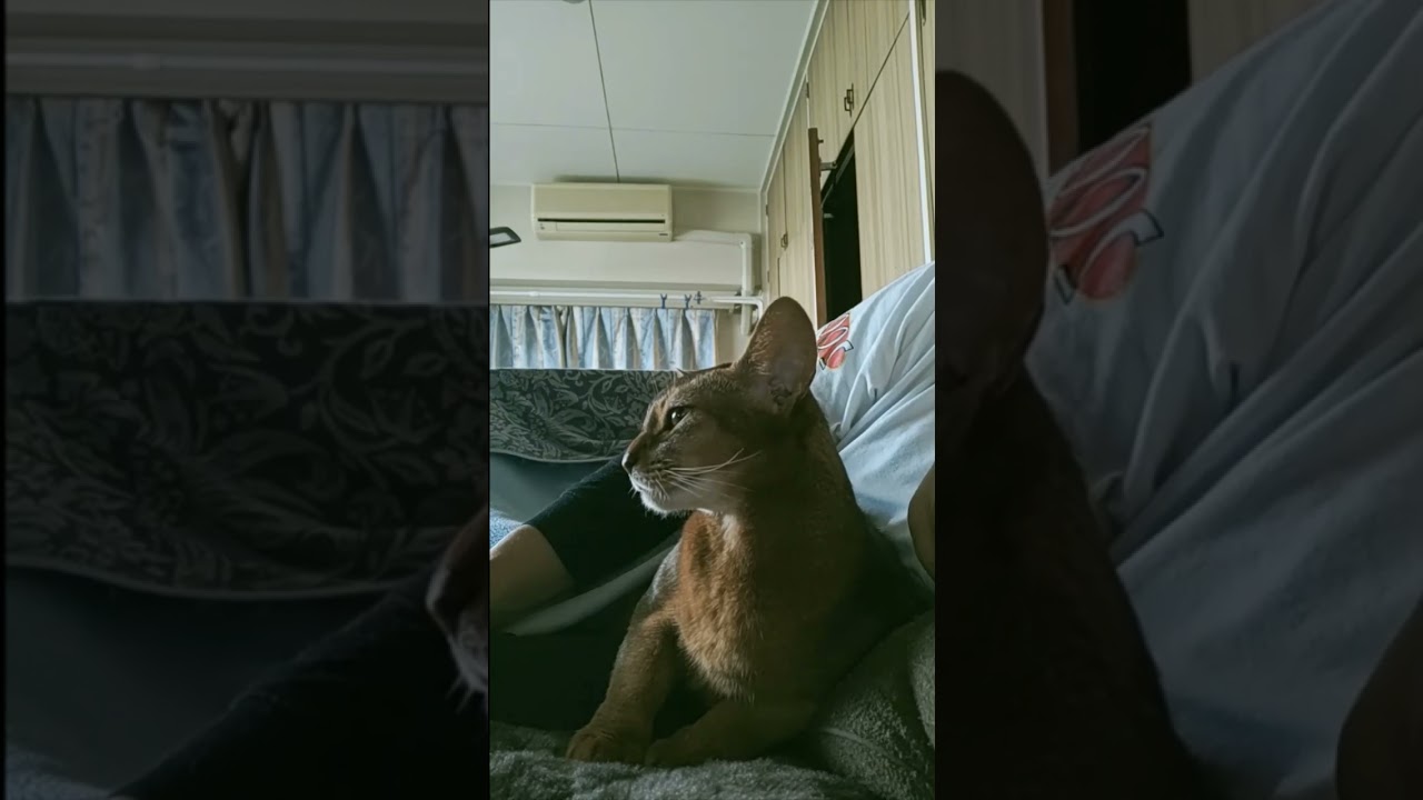 ネコ動画あび#749　#shorts　あびの毎日　アビシニアン　あびブログ
