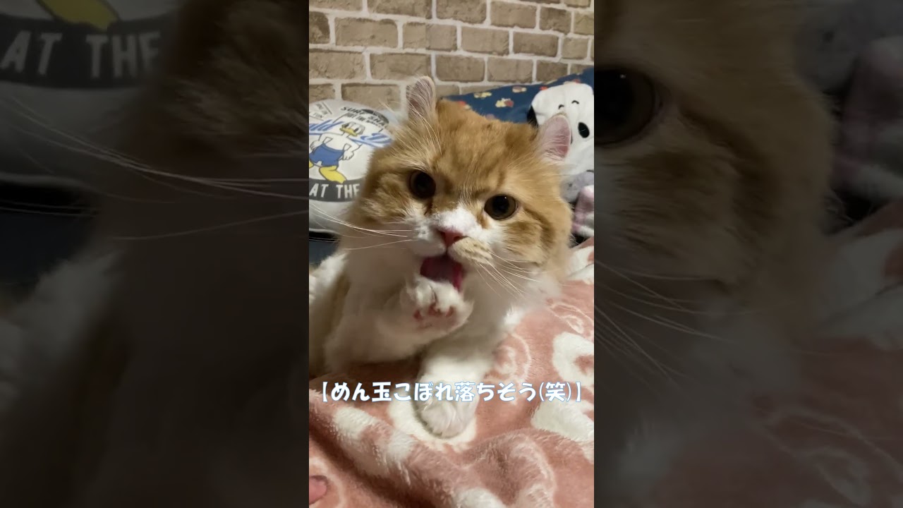 めん玉こぼれ落ちそう(笑) #shorts  #猫 #アメリカンカール #cat