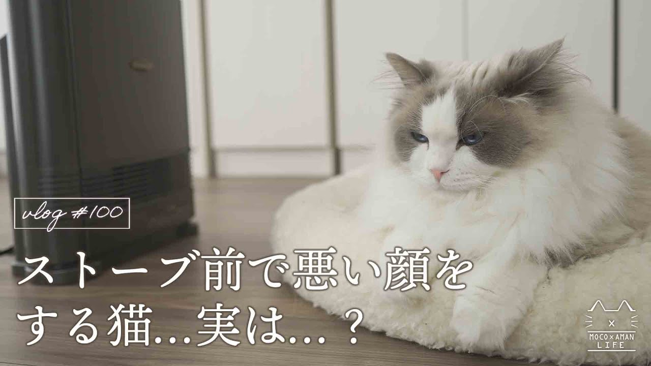 猫の日にストーブでおもてなしをしたら…｜ラグドール猫 #100